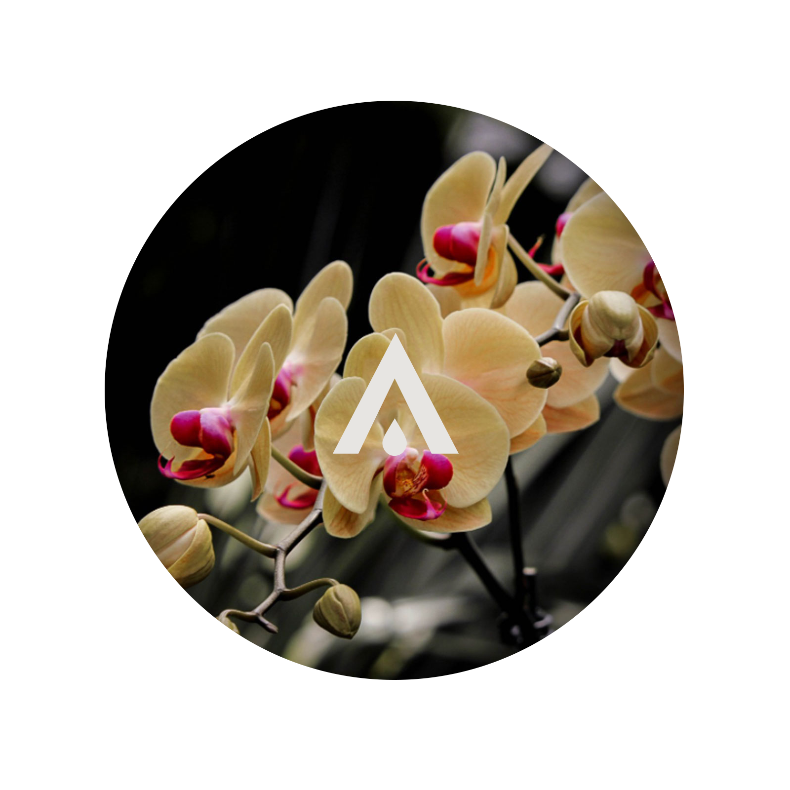 Creamy Orchid and Patchouli Aroma Oil for Diffusers