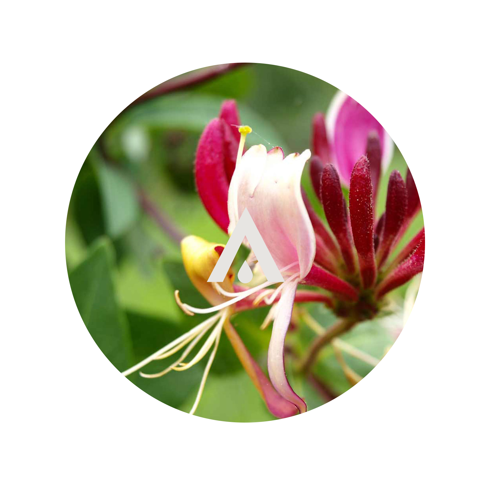 Honeysuckle Aroma Oil for diffusers
