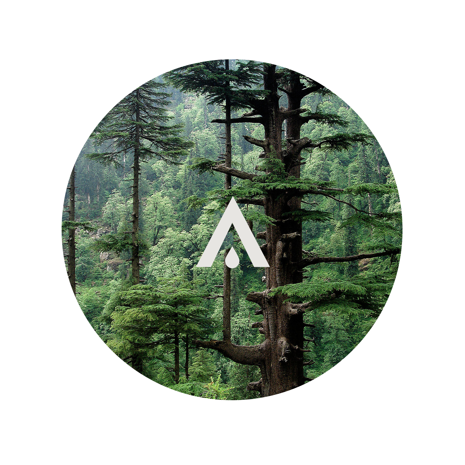Himalayan Cedar Aroma Oil for diffusers