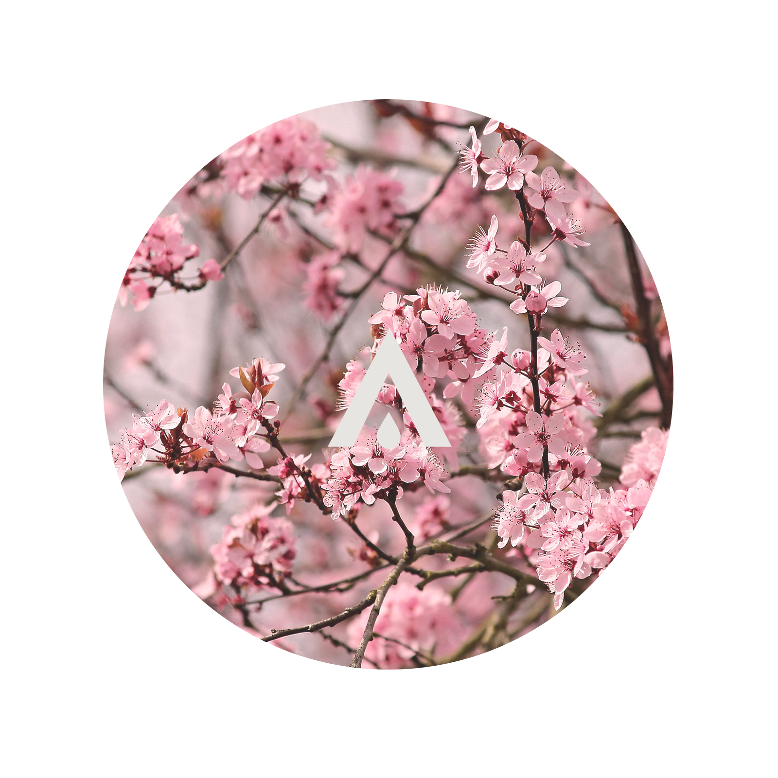 Almond Blossom and Red Plum Aroma Oil for Diffusers