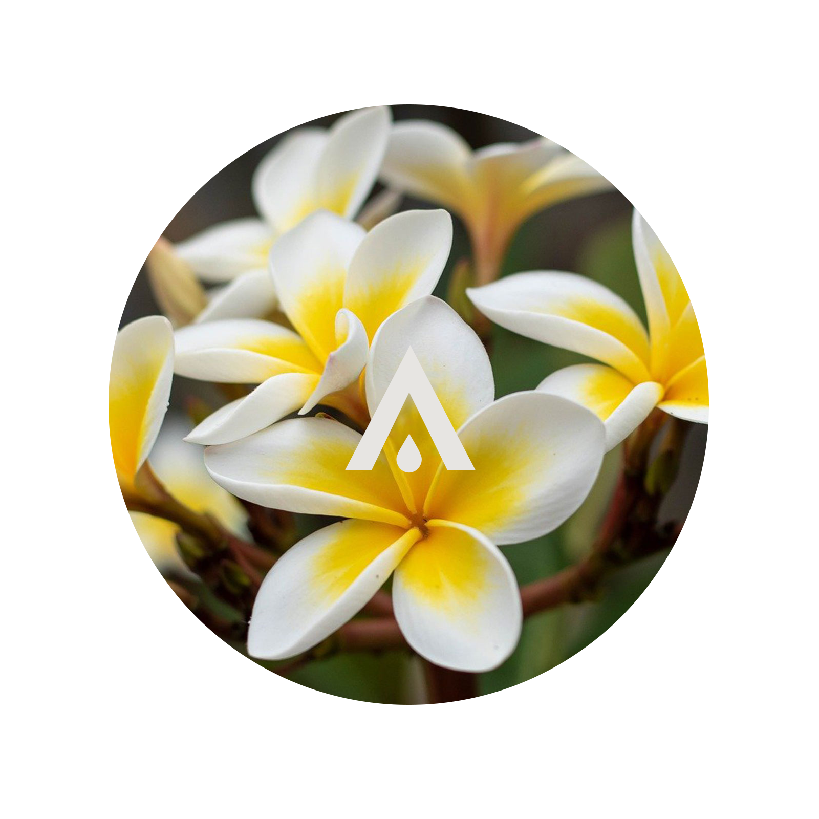 Frangipani and Lime Aroma Oil for Diffusers