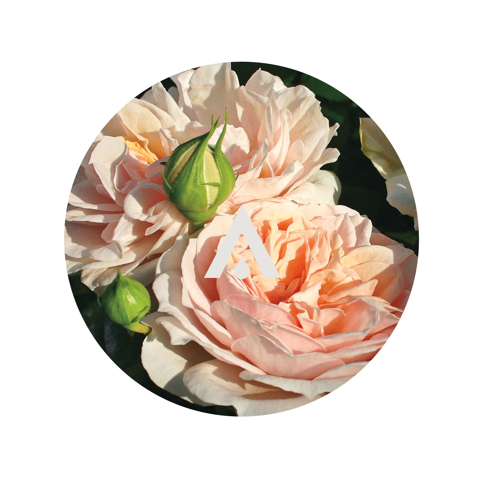 Apricot Cream Rose Aroma Oil for Diffusers