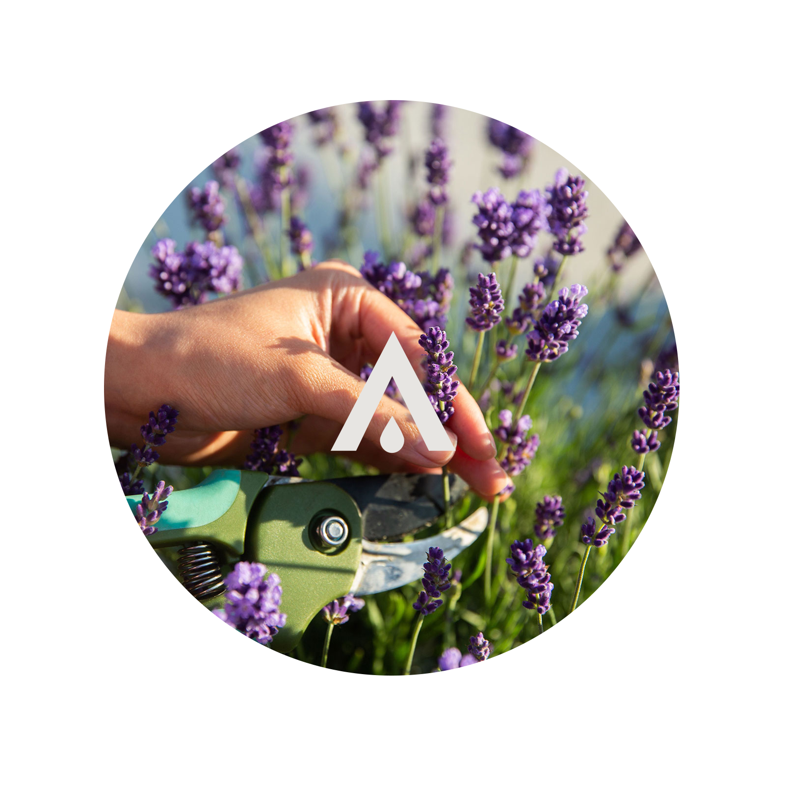Lavender and Lemongrass Aroma Oil for Diffusers
