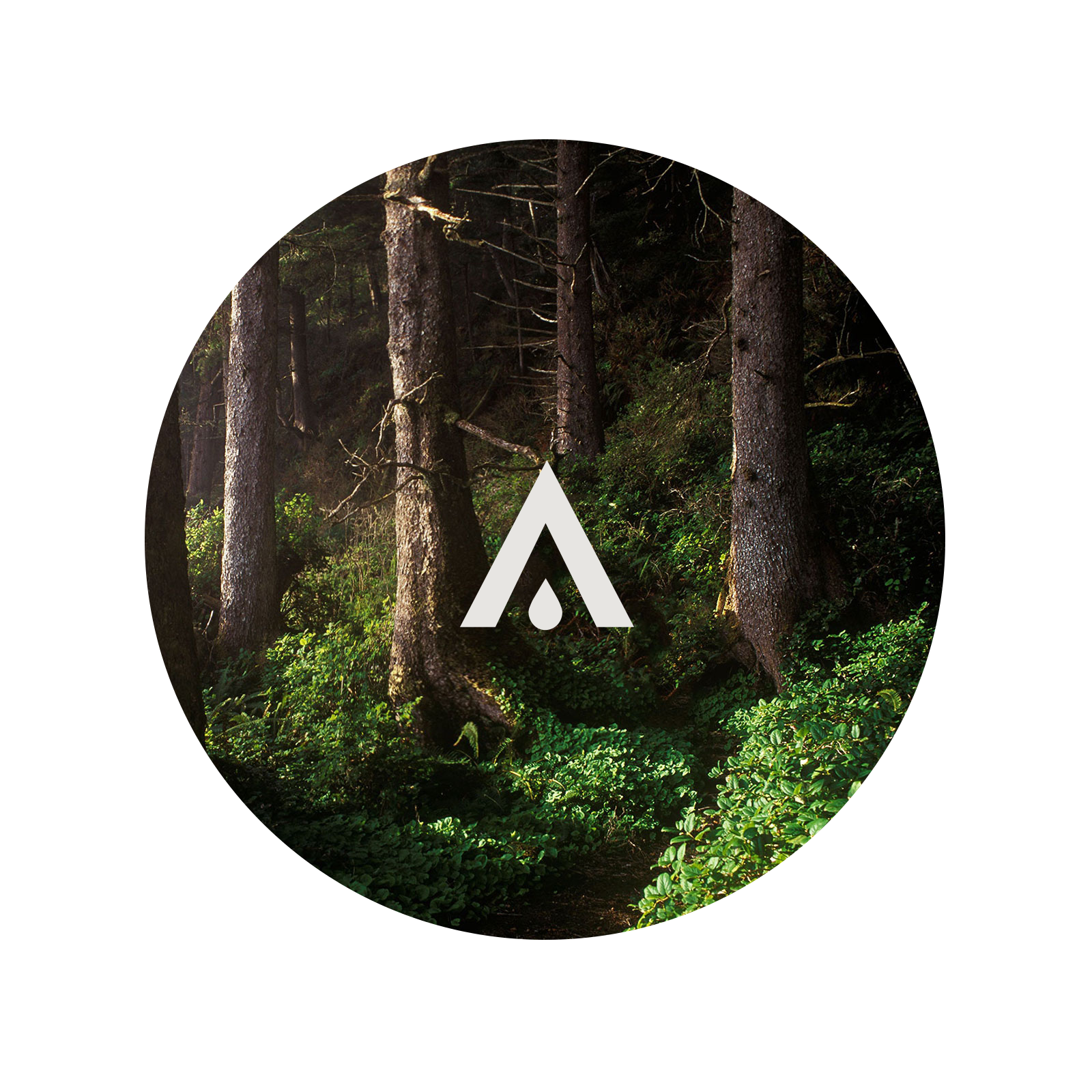 Cedar Forest Aroma Oil for Diffusers