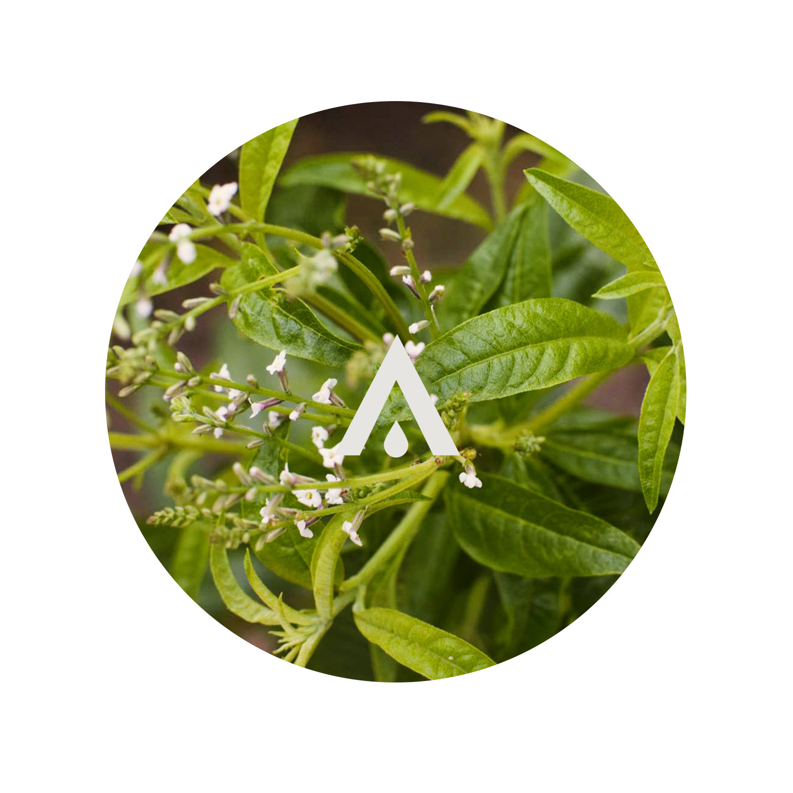 Lemon Verbena Aroma Oil for Diffusers