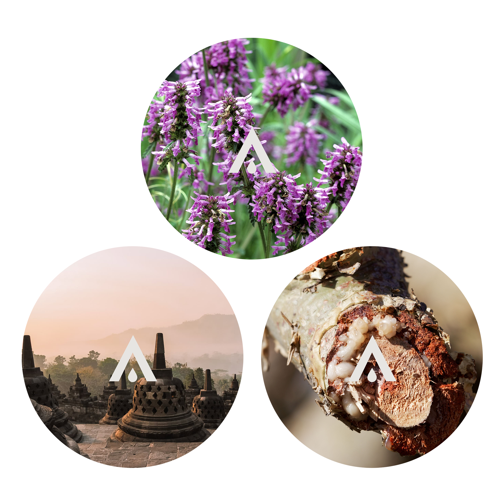 The Eternal Roots Essential Oil Bundle scents included