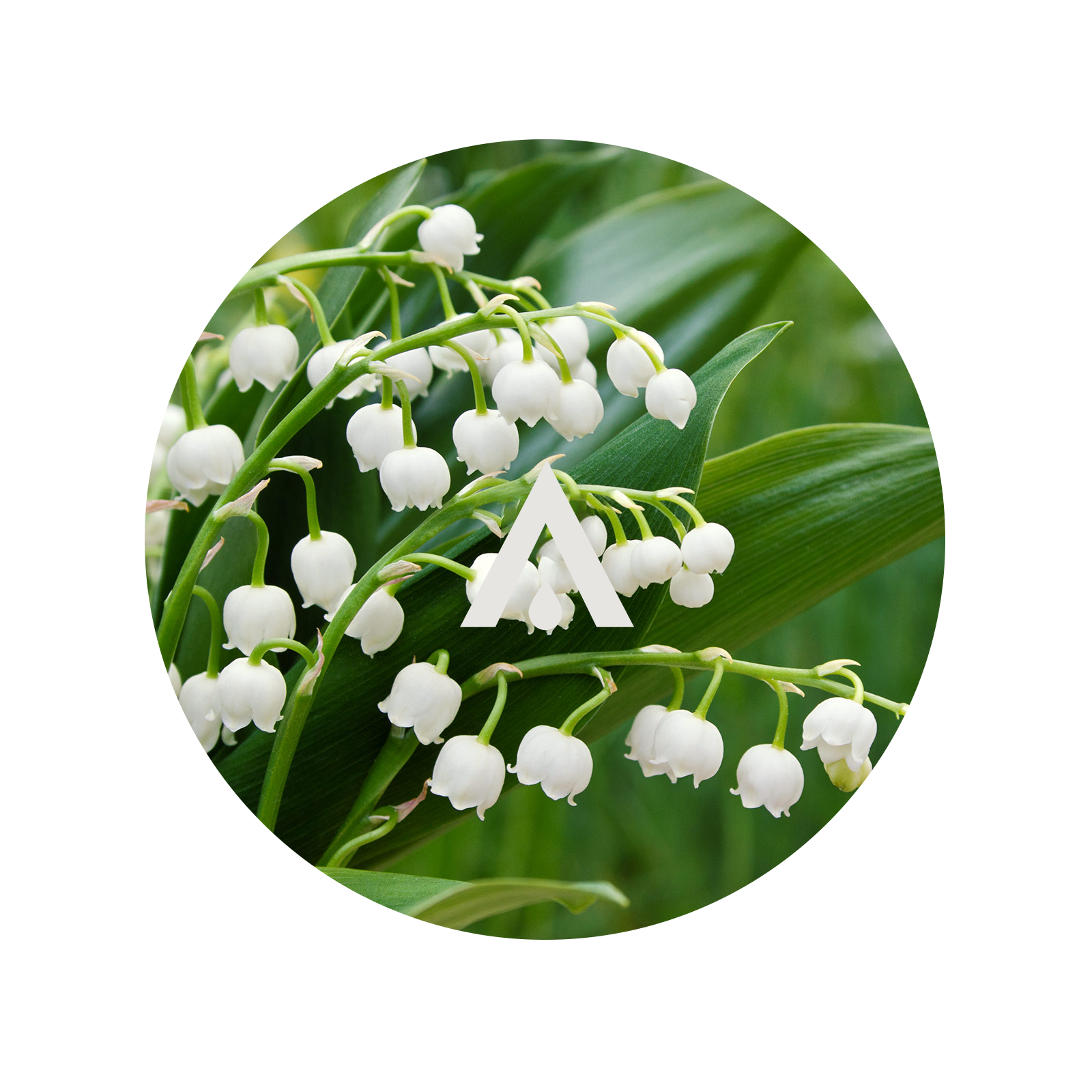 Lily of the Valley Aroma Oil for diffusers
