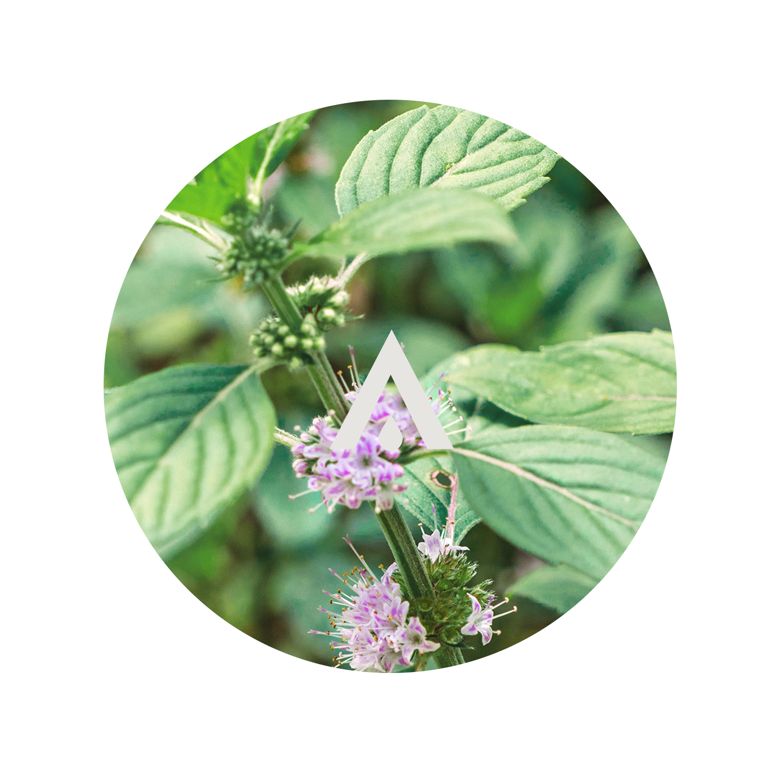 Wild Mint Aroma Oil for diffusers