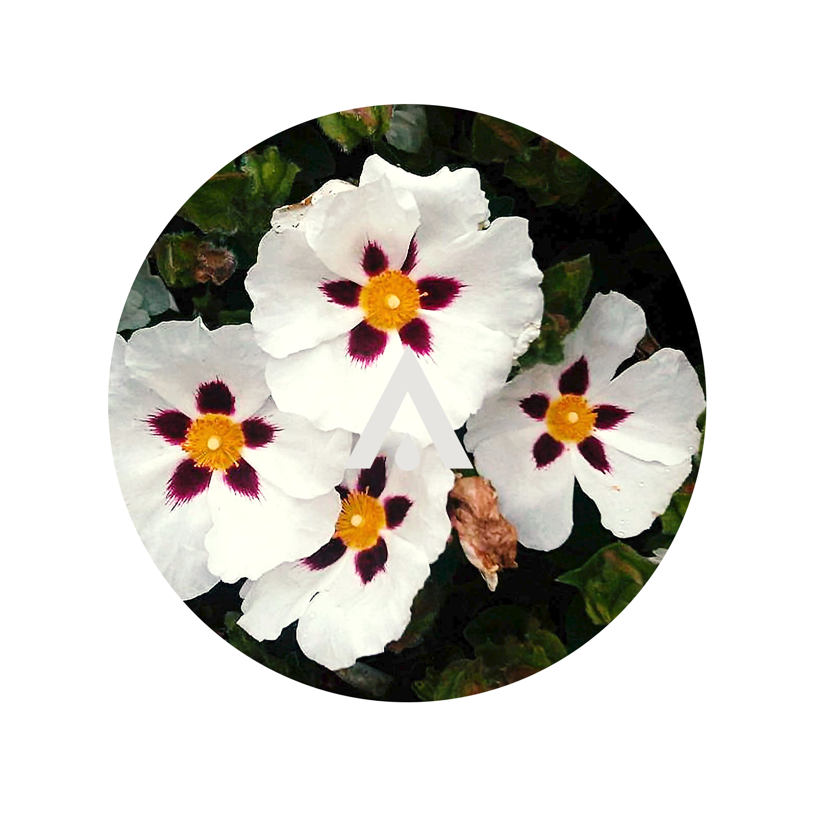 Rock Rose and Amber Aroma Oil for diffusers