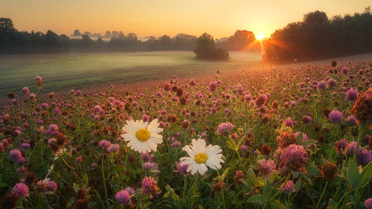 Shop the soft meadows essential oils bundle